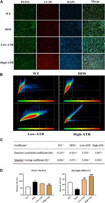 Atractyloside Protect Mice Against Liver Steatosis by Activation of Autophagy via ANT-AMPK-mTORC1 Signaling Pathway